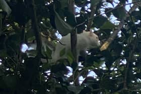 A rare white squirrel has been spotted at Denne Hill in Horsham. Photo: Russell Dodd