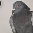 Hattrick the pigeon is recovering well after being freed from netting at Hastings Library