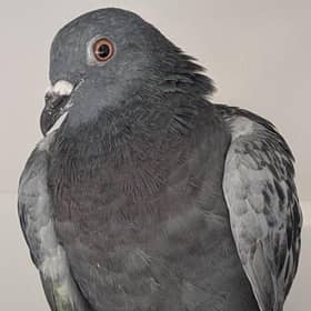 Hattrick the pigeon is recovering well after being freed from netting at Hastings Library