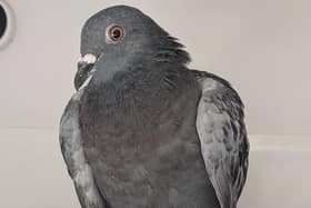 Hattrick the pigeon is recovering well after being freed from netting at Hastings Library