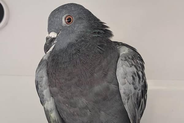 Hattrick the pigeon is recovering well after being freed from netting at Hastings Library