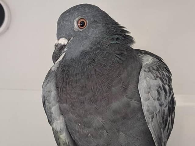 Hattrick the pigeon is recovering well after being freed from netting at Hastings Library