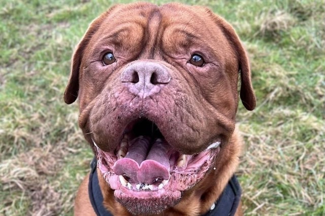 Arthur is a sensitive chap who can be a bit overwhelmed in new situations. Once he has met you he is a friendly, affectionate, cuddly boy who, despite his size, likes to try and sit on your lap. Arthur enjoys his treats and would rather play with you than a toy. He is very clean in his kennel so is housetrained and walks nicely on the lead. Arthur definitely prefers the company of people to other dogs and does not like them invading his space. He will need his own garden to chill out in. He is looking for a quiet, calm life so would prefer an adult only home.