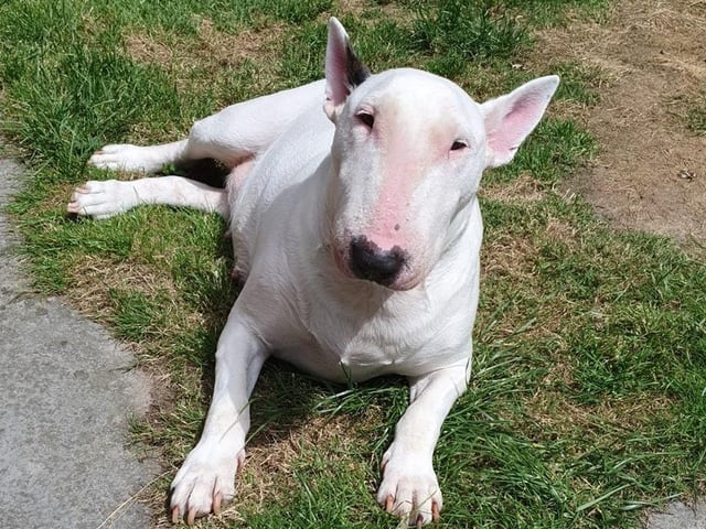 Cindy is looking for calm home with adopters experienced with her breed. She cannot live with other animals, but is good with children of all ages and loves to play and have cuddles. She needs a home in a rural location due to reactivity on a lead, and would love someone to be around most of the day as she is really a 'people dog'.
A spokesperson for Arundawn said: "Cindy is really a lovely girl and deserves an understanding and loving home to spend the rest of her days."