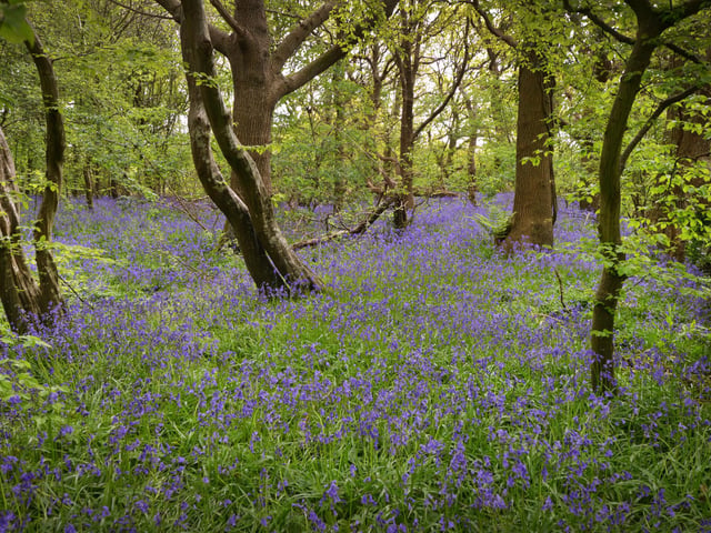 Arlington Bluebell Walk 2024. Photo taken on April 30.