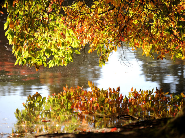 Vivid autumn colour at Sheffield Park and Garden. HR26102605 Pic Hollie Robards/Iconic Media Group