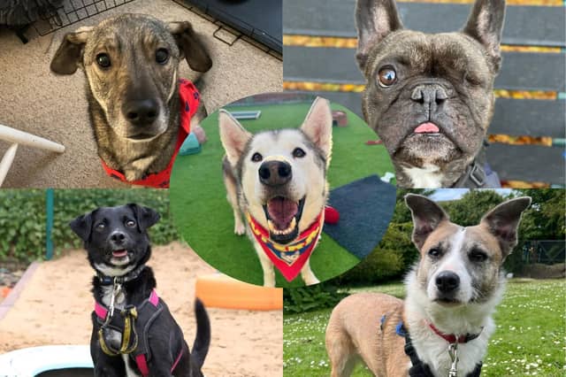 It's National Rescue Dog Day today (Tuesday, May 20) – take a look at these homeless pups hoping to find families in Sussex.