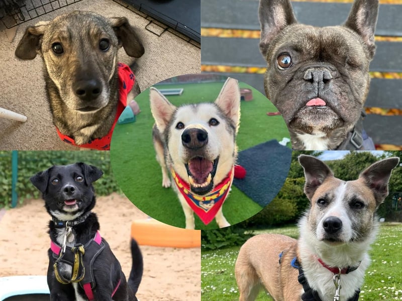 It's National Rescue Dog Day today (Tuesday, May 20) – take a look at these homeless pups hoping to find families in Sussex.