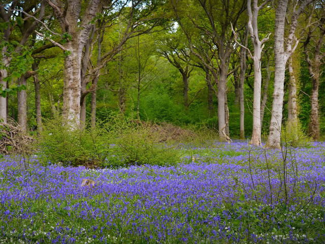 Arlington Bluebell Walk 2022 at Bates Green Farm, Tye Hill Road.