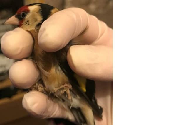 According to police, officers attended a property in Windmill Hill, Polegate, on January 23 and found a wild goldfinch locked in a cage. (Photo from Sussex Police)