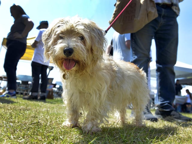 Spring Water Festival Eco Fair on Western Lawns (Photo by Jon Rigby)