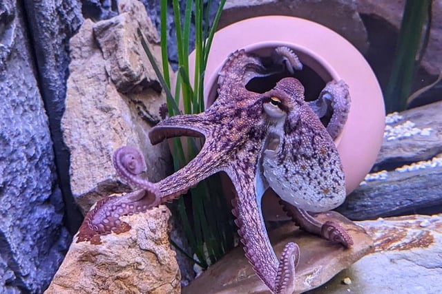The new Octopus at Hastings Aquarium