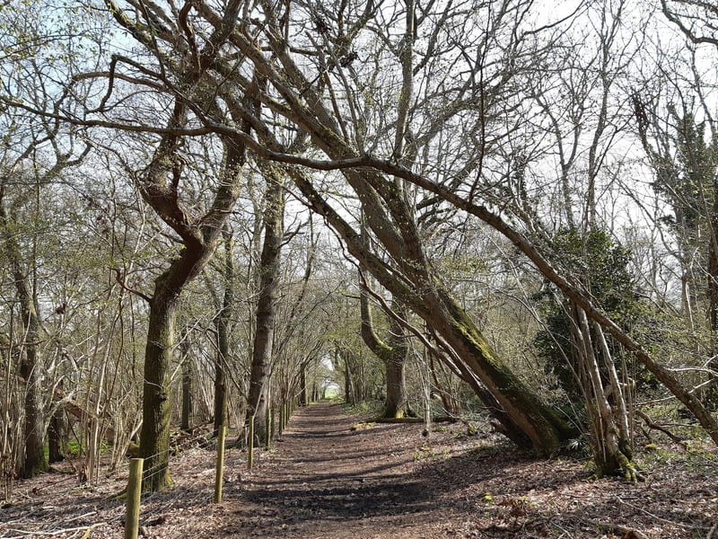 Follow the footpath out on to Patching Common