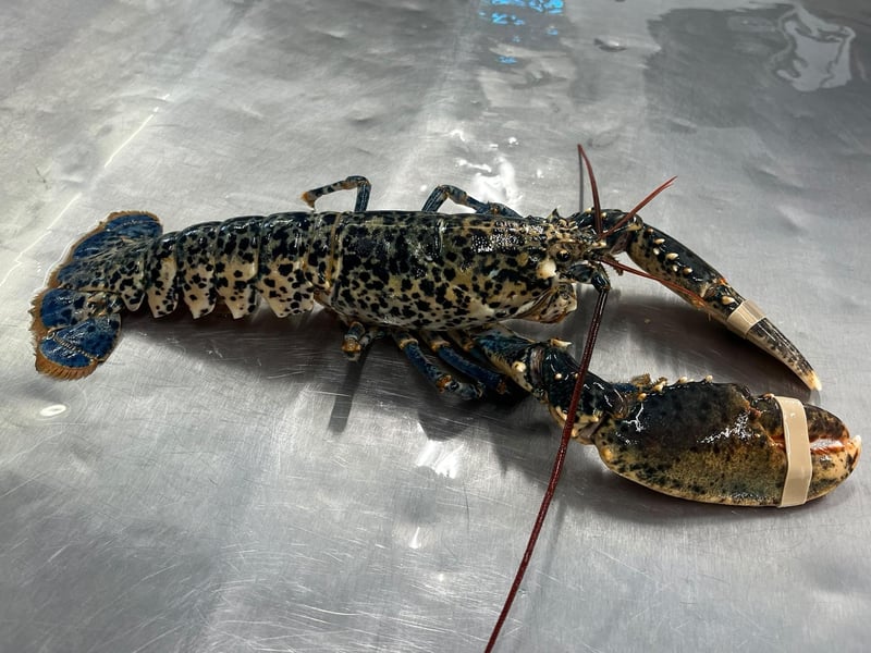 The lobster at Southern Head Fishing Co. Photo: Nicole Frost