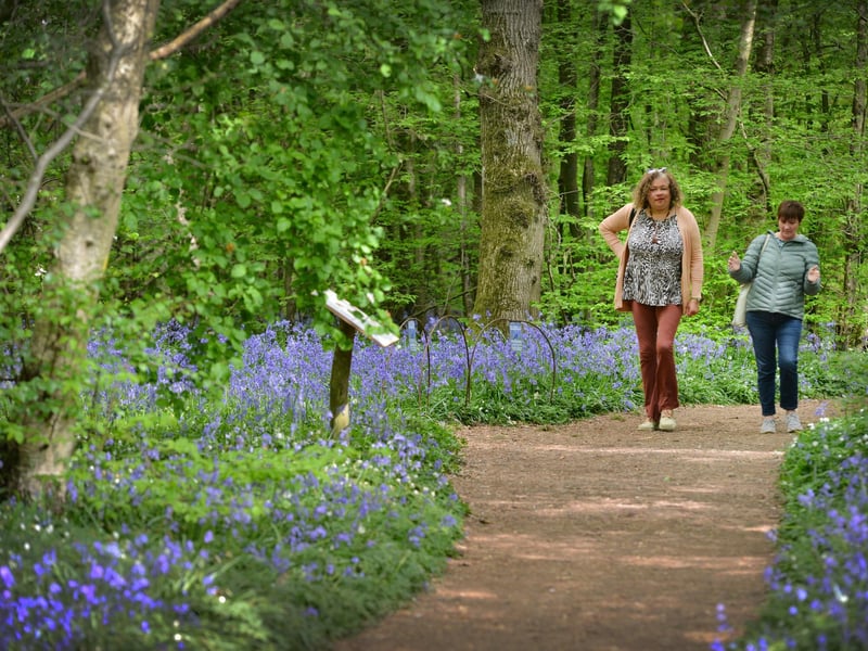 Arlington Bluebell Walk 2022 at Bates Green Farm, Tye Hill Road.