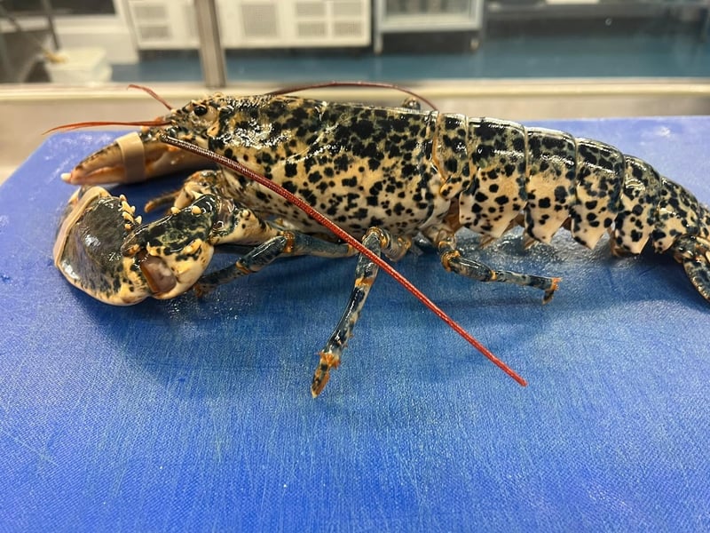 The lobster at Southern Head Fishing Co. Photo: Nicole Frost