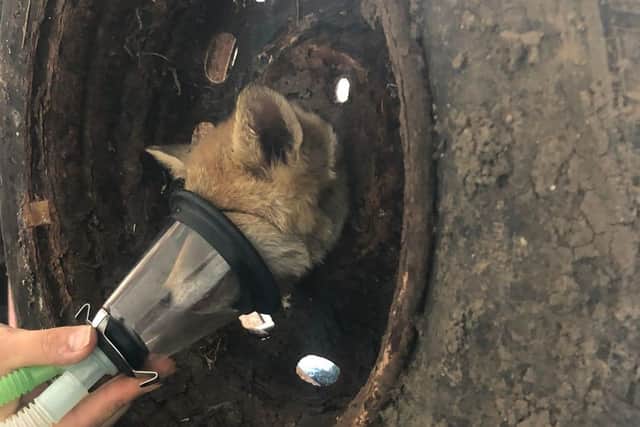 The fox was held securely and transported to East Sussex WRAS’s Casualty Centre at Whitesmith near Lewes. Photo: East Sussex Wildlife Rescue & Ambulance Service
