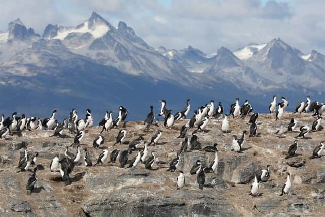 Antarctic Wildlife