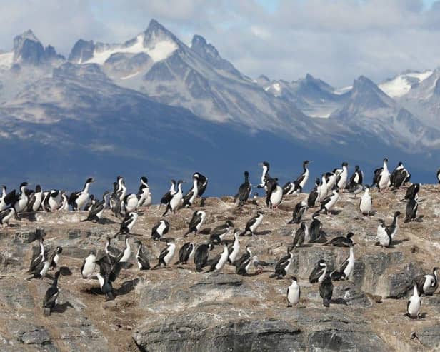 Antarctic Wildlife