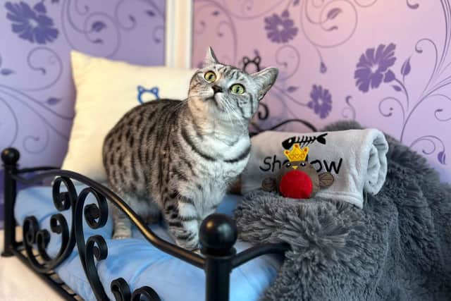 A cat hotel in Fontwell will be celebrating our furry friends this festive season. Picture: Longcroft
