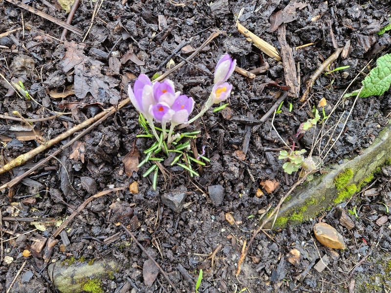 Crocuses