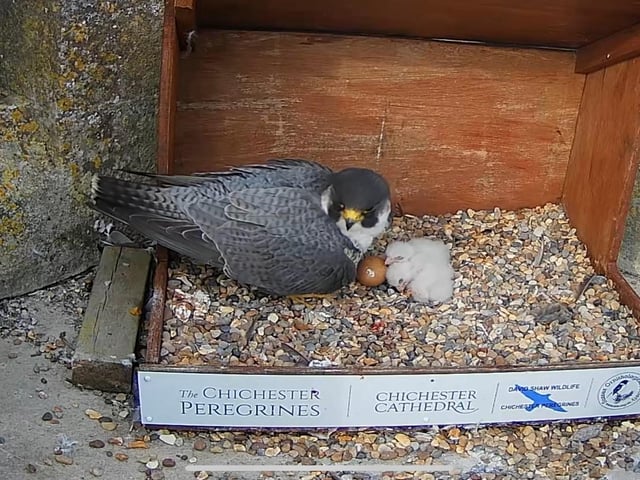 Adorable peregrine falcon eggs hatch at Chichester Cathedral