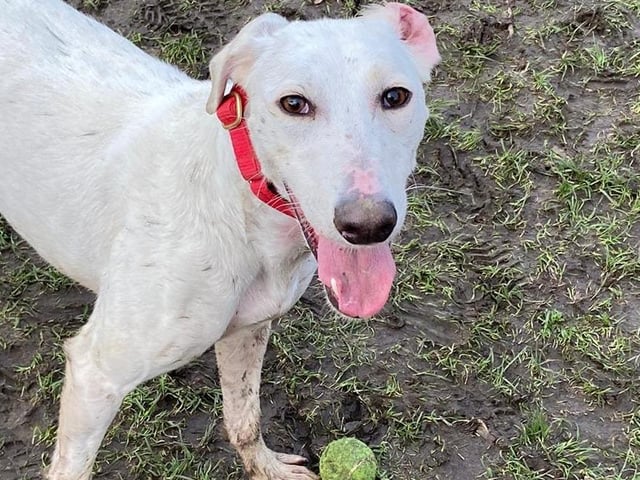 Imogen is a 'lovely young dog' who is about a year old. She is a complex character who is desperate to please, loves everyone and adores snuggling with another dog. She is looking for a home in a rural area as she is currently in an urban location and is really struggling with the lead walking and proximity of other dogs. She is, like many lurchers, desperate to greet and gets over excited in the process. She would like to be rehomed with another dog.