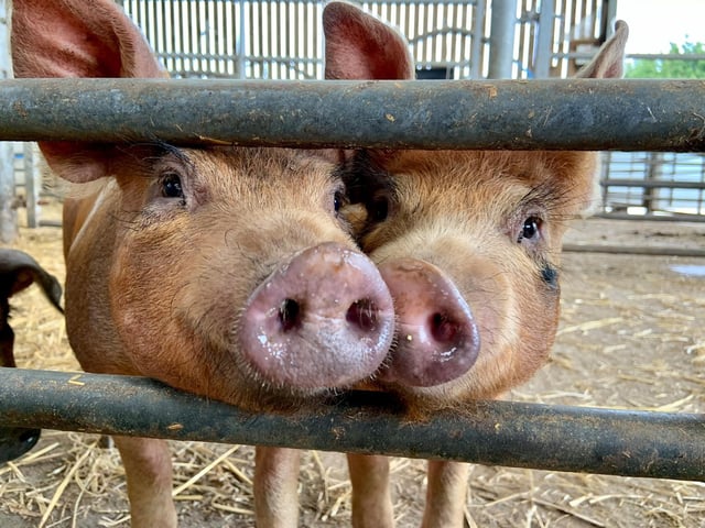 Sharnfold Farm