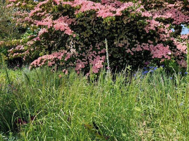 A look inside Midhurst’s famous Woolbeding Gardens: In Pictures