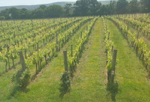 A family-owned vineyard celebrated for their world-class English sparkling wines, Ridgeview has gained international recognition.
