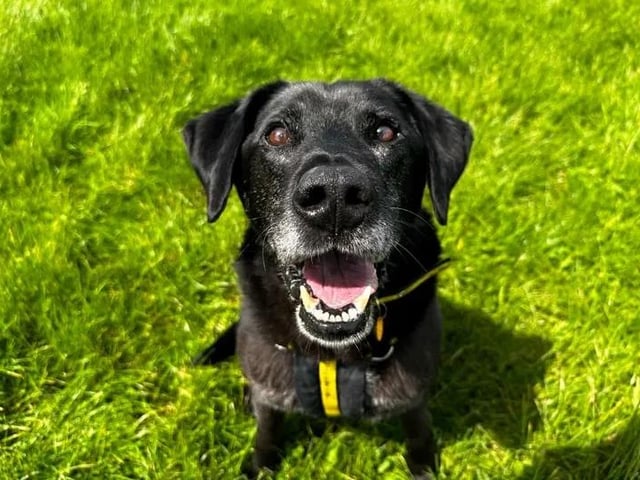 Dexter is seeking a home with his best pal Kylie, an 11-year-old Crossbreed, who he has lived with since his youth. Dogs Trust said the pair share a beautiful bond and would love to continue their journey as a pair. Both loving in their characters, they will make for wonderful companions to an adult-only family, where they can relish soaking up all the attention as the only pets. A garden of their own would be preferred, so that they could both bound around and play off-lead from time to time.