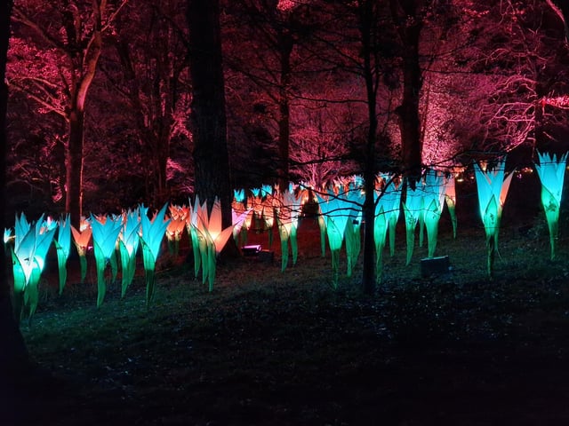 Leonardslee Lights 2024 transports guests into an enchanting world as the gardens come alive with stunning illuminations, captivating large-scale installations, mesmerising fountains and more