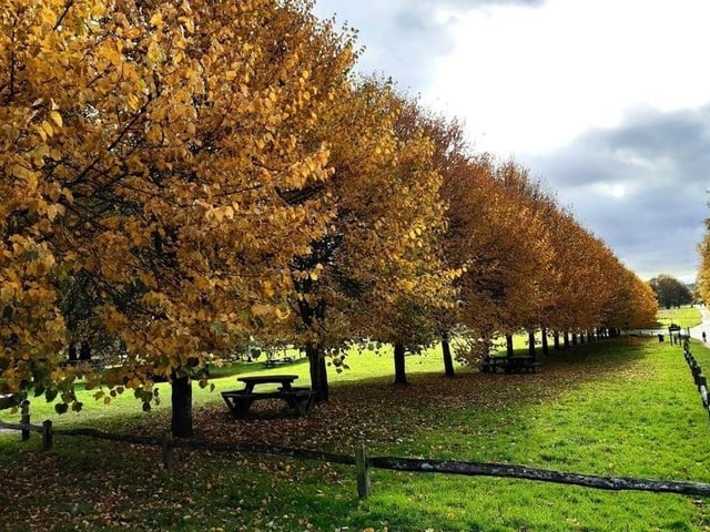 With over 700 acres of parkland, there are many paths for you and your dog to explore. Be aware that there are deer in the park so best to keep an eye on your pooch. Picture: Steve Robards