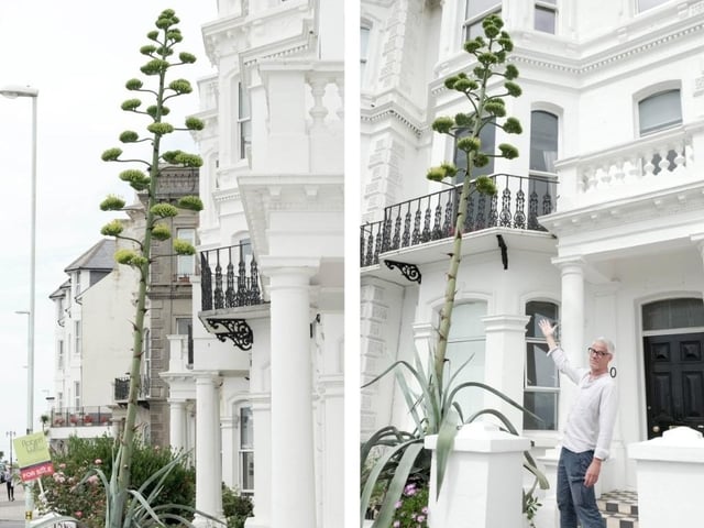 Like something out of the Triffids, this stunning agave is turning heads on Worthing seafront