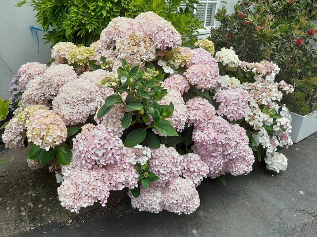 Floral splendour at Brunswick Cottages, a tiny courtyard of four fishermen's houses off the twitten that marks the historic boundary between Worthing and Heene