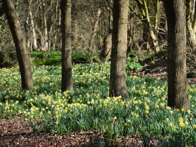Carolyn McCutchan, John's late wife, decided to open Beatons Wood when the bluebells were in flower to raise money for charity.