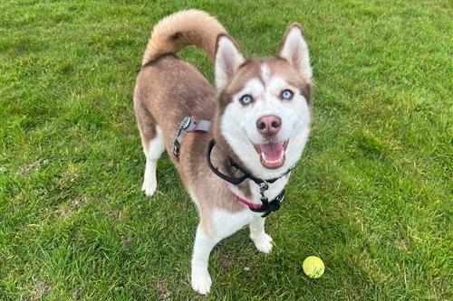 Fun-loving Ariah is a new arrival who is settling in and awaiting assessment. She is high energy, very playful and can be strong on a lead. She will need a home with a secure garden and likes walking adventures, running and cuddles. Ariah is a vocal dog who likes to 'chat and sing', as is typical of Huskies! She could possibly live with children and is friendly with other dogs.