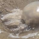 Barrel jellyfish on Littlehampton beach. Photo: Paige Pardoe