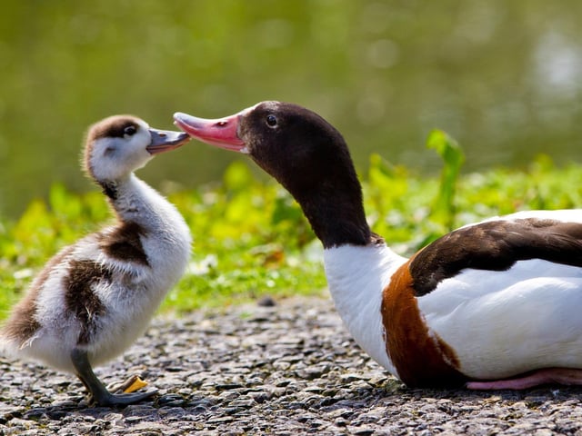 Arundel Wetlands Centre is having a Duck Detectives event between April 1 and 16. Get closer to nature on this Easter trail and reveal the wildlife secrets only a true Duck Detective knows. The Duck Detective trail file is included in your regular admission price.