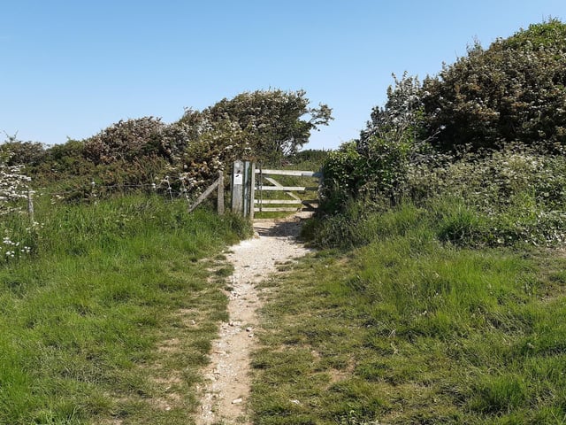 At the moment, it is a special time on the downs, with May Blossom everywhere, and you will soon see evidence of that as you walk towards a gate.