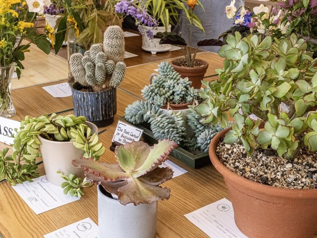 Cacti and succulents