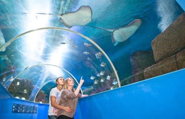 Explore an amazing underwater world at Hastings Aquarium, which is located at Rock-a-Nore Road in Hastings Old Town