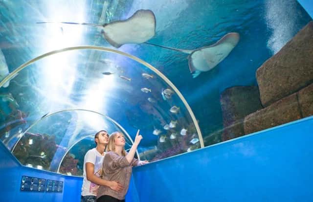 Explore an amazing underwater world at Hastings Aquarium, which is located at Rock-a-Nore Road in Hastings Old Town