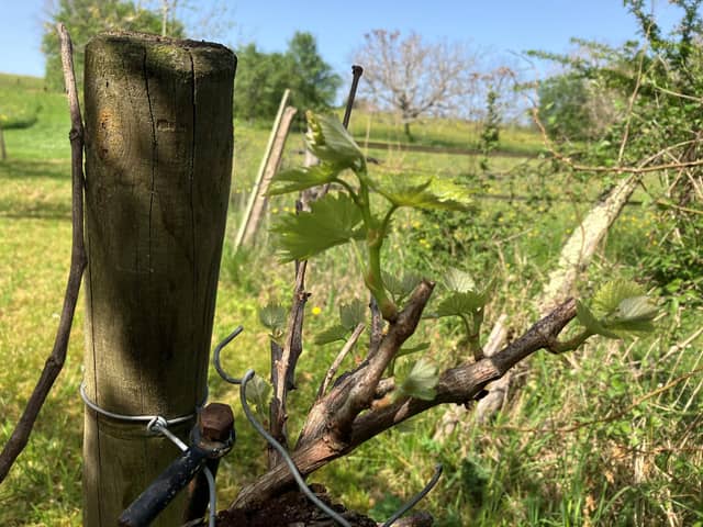First Vine shoots of 2024 ©Richard Esling WineWyse