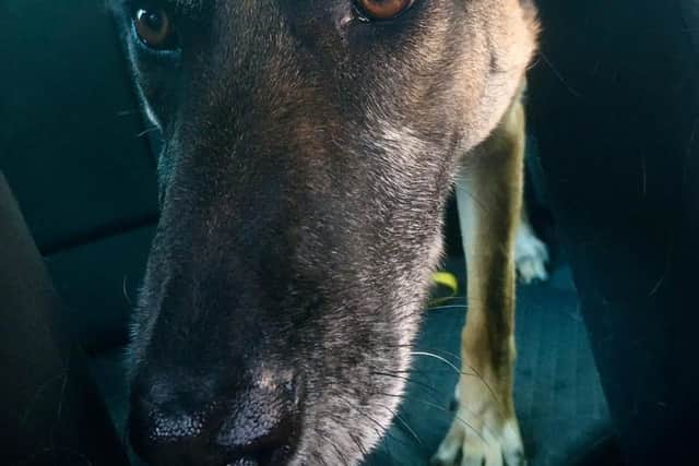 Aimee, a seven-year-old Belgian Shepherd/Malinois cross, has been at Clymping Dog Sanctuary since June 2021.