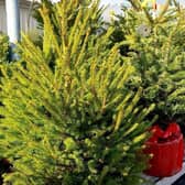 Crawley garden centre wants customers to choose real Christmas trees this festive season