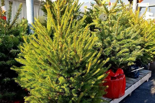 Crawley garden centre wants customers to choose real Christmas trees this festive season