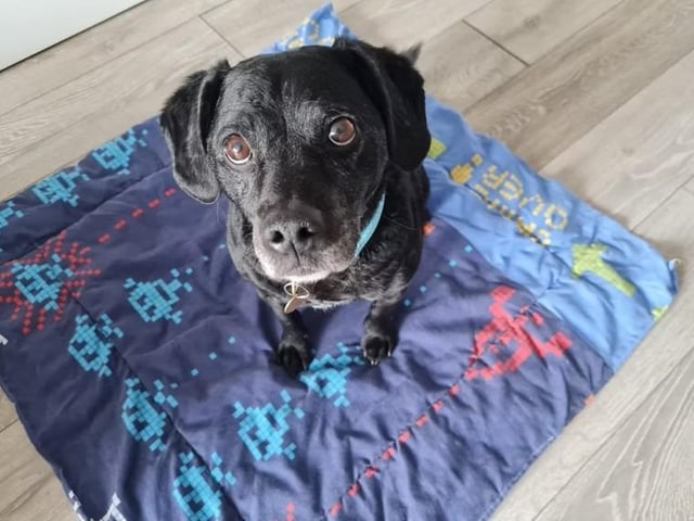 Ted is described as 'an absolute diamond dog in the home'. Arundawn said he the perfect companion - loving, house trained and affectionate. However, he is reactive out and about. The charity said waling him in busy areas is challenging, and he would like a home in a rural location where there are not too many dogs about. He is an active boy who loves his exercise.