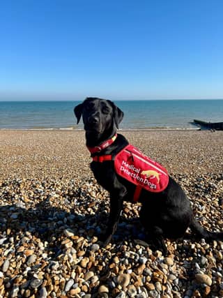 Medical Detection Dog, Mae, has transformed her owners life, allowing her to live independently again.