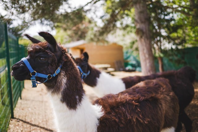 Animal therapy with llamas (photo from The Parkland Federation)